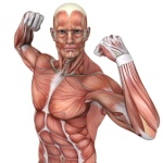 O Sistema Muscular